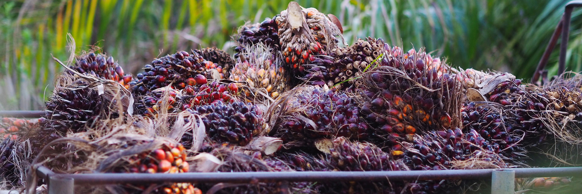 palm yağı