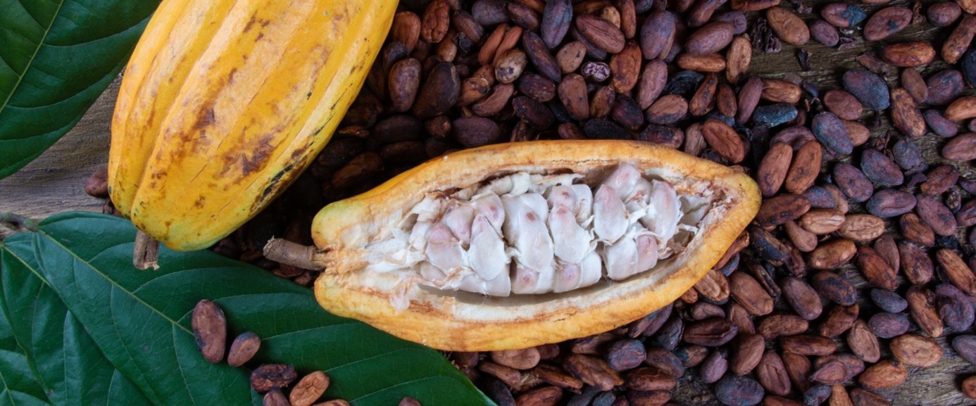 What is Cocoa Butter?