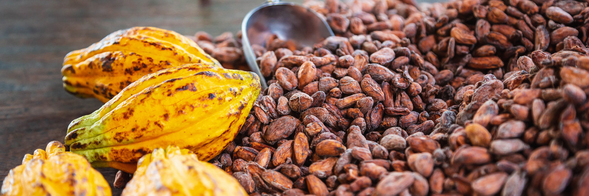 cocoa mass